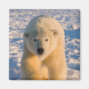polar bear, Ursus maritimus, polar bear on ice Magnet