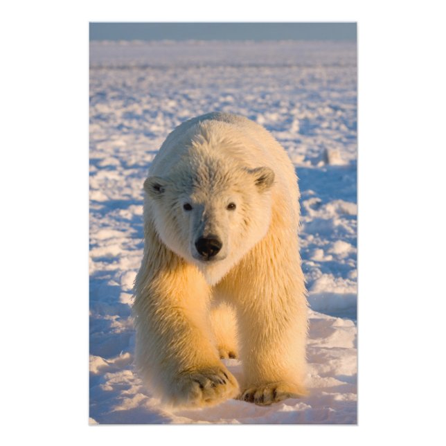polar bear, Ursus maritimus, polar bear on ice Photo Print (Front)