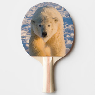 polar bear, Ursus maritimus, polar bear on ice Ping Pong Paddle