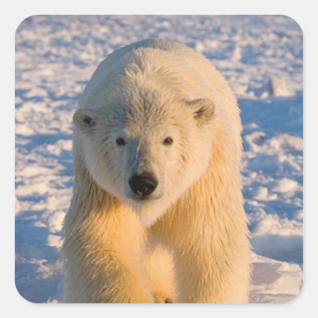 polar bear, Ursus maritimus, polar bear on ice Square Sticker (Front)