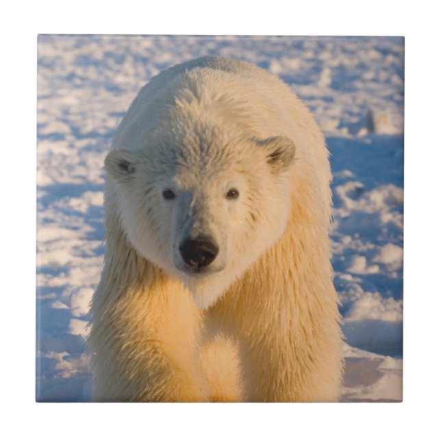 polar bear, Ursus maritimus, polar bear on ice Tile (Front)