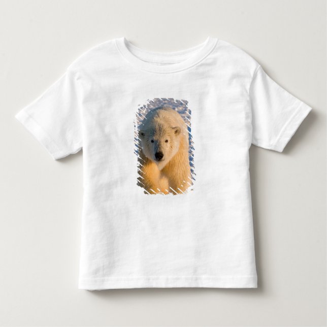 polar bear, Ursus maritimus, polar bear on ice Toddler T-Shirt (Front)