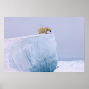 polar bear, Ursus maritimus Poster
