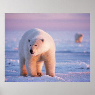 polar bear, Ursus maritimus Poster