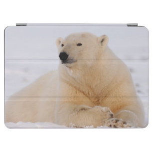 polar bear, Ursus maritimus, resting on the iPad Air Cover