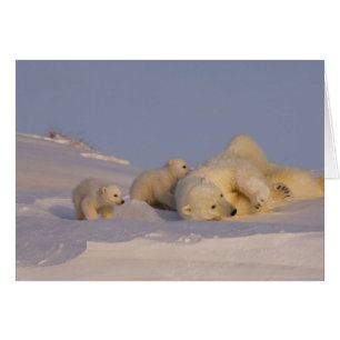 polar bear, Ursus maritimus, sow playing
