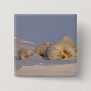 polar bear, Ursus maritimus, sow playing 15 Cm Square Badge