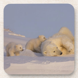 polar bear, Ursus maritimus, sow playing Coaster
