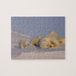 polar bear, Ursus maritimus, sow playing Jigsaw Puzzle