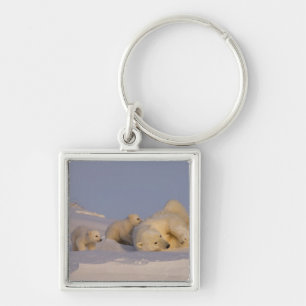polar bear, Ursus maritimus, sow playing Key Ring