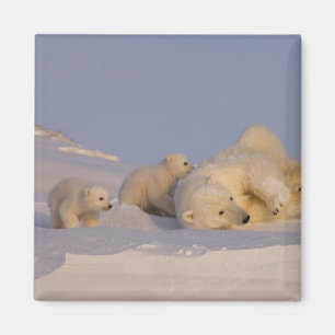 polar bear, Ursus maritimus, sow playing Magnet