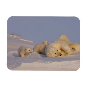 polar bear, Ursus maritimus, sow playing Magnet