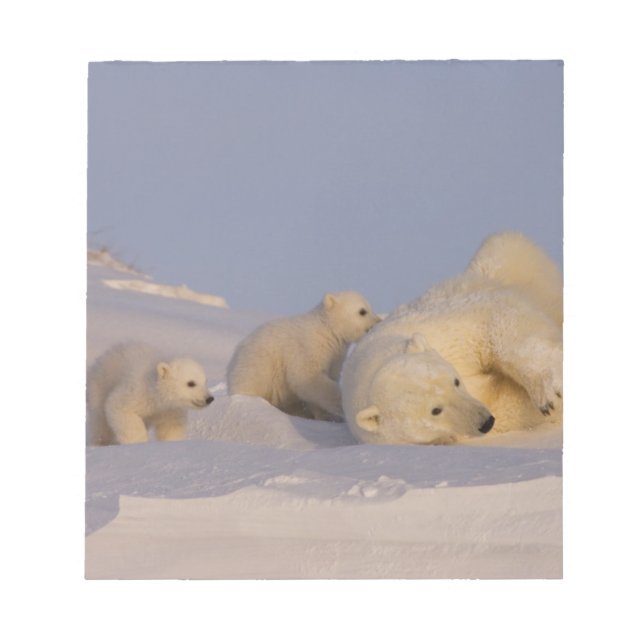 polar bear, Ursus maritimus, sow playing Notepad (Front)