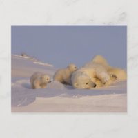 polar bear, Ursus maritimus, sow playing