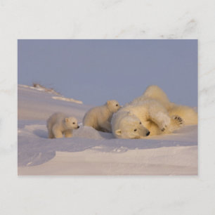 polar bear, Ursus maritimus, sow playing Postcard