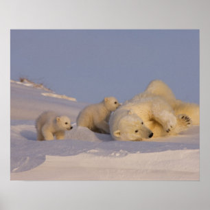 polar bear, Ursus maritimus, sow playing Poster