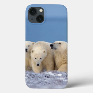 polar bear, Ursus maritimus, sow with cubs iPhone 13 Case