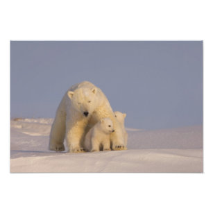 polar bear, Ursus maritimus, sow with newborn 2 Photo Print