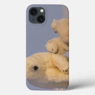 polar bear, Ursus maritimus, sow with newborn 3 iPhone 13 Case
