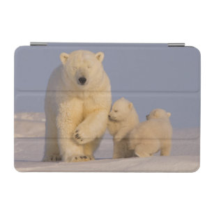 polar bear, Ursus maritimus, sow with newborn 3 iPad Mini Cover