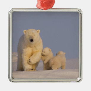 polar bear, Ursus maritimus, sow with newborn 3 Metal Tree Decoration