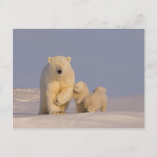 polar bear, Ursus maritimus, sow with newborn 3 Postcard