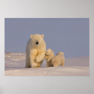 polar bear, Ursus maritimus, sow with newborn 3 Poster
