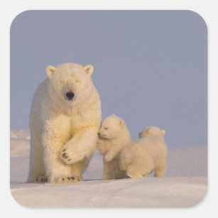 polar bear, Ursus maritimus, sow with newborn 3 Square Sticker