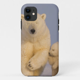 polar bear, Ursus maritimus, sow with newborn iPhone 11 Case