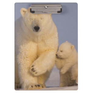 polar bear, Ursus maritimus, sow with newborn Clipboard