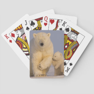 polar bear, Ursus maritimus, sow with newborn Playing Cards