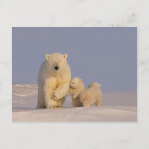 polar bear, Ursus maritimus, sow with newborn Postcard