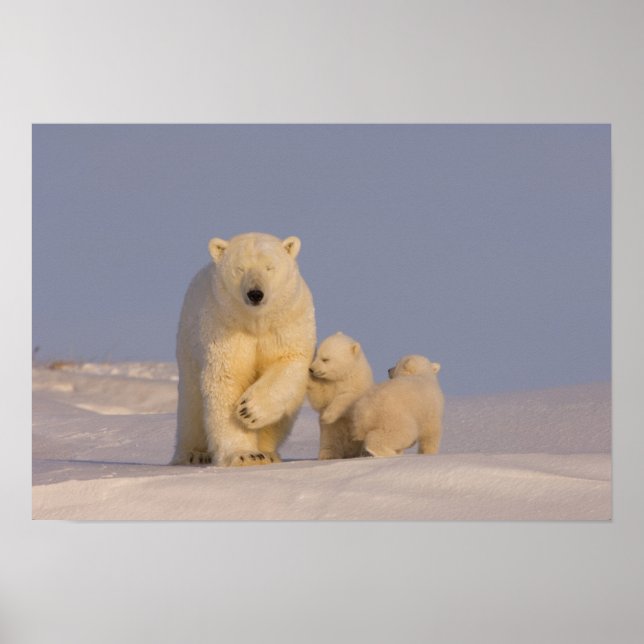 polar bear, Ursus maritimus, sow with newborn Poster (Front)