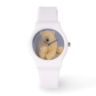 polar bear, Ursus maritimus, sow with newborn Watch