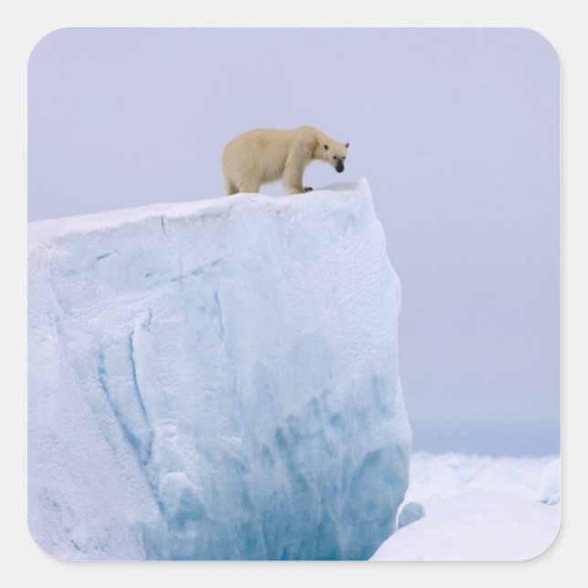 polar bear, Ursus maritimus Square Sticker (Front)