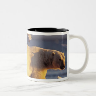 polar bear, Ursus maritimus, with Two-Tone Coffee Mug