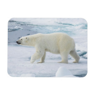 Polar bear walking, Norway Magnet