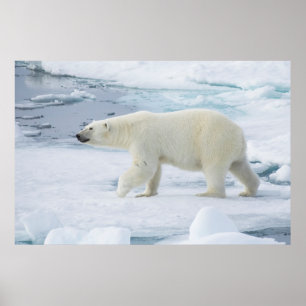 Polar bear walking, Norway Poster