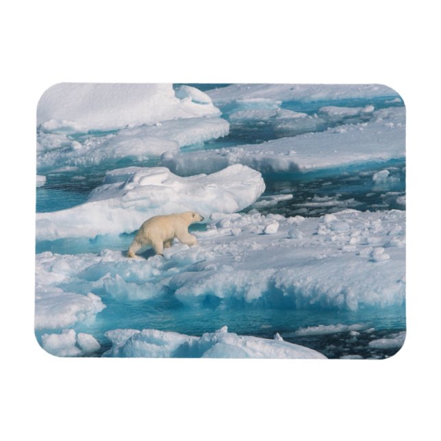 Polar Bear walking on the Sea Magnet (Horizontal)
