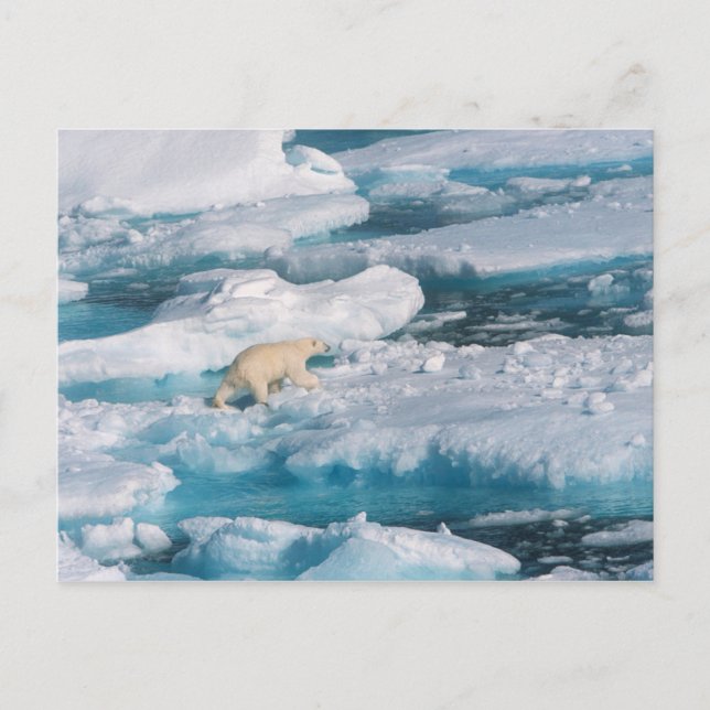 Polar Bear walking on the Sea Postcard (Front)