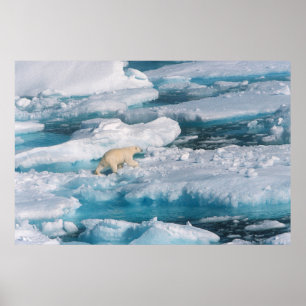 Polar Bear walking on the Sea Poster