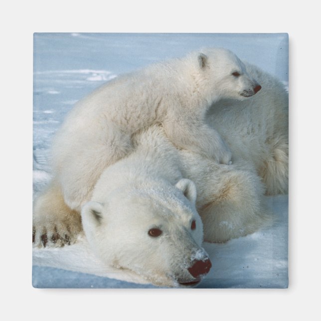 Polar_bear_with_cub Bear Lovers Magnet (Front)