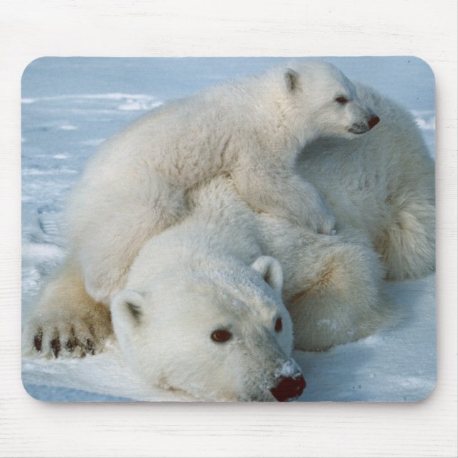 Polar_bear_with_cub Mouse Pad (Front)