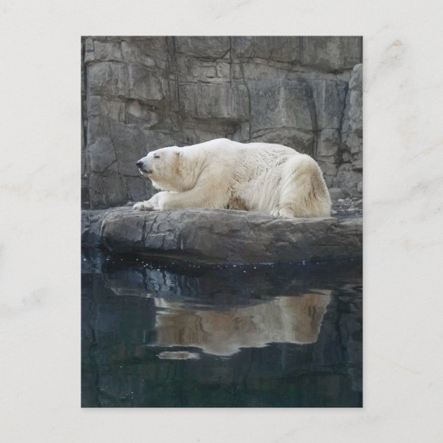 Polar Bear with Reflection Postcard (Front)