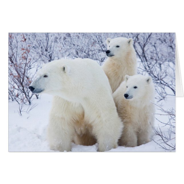 Polar Bears and Two cubs (Front Horizontal)