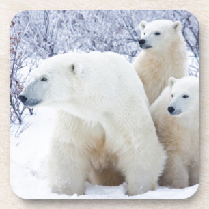 Polar Bears and Two cubs Coaster