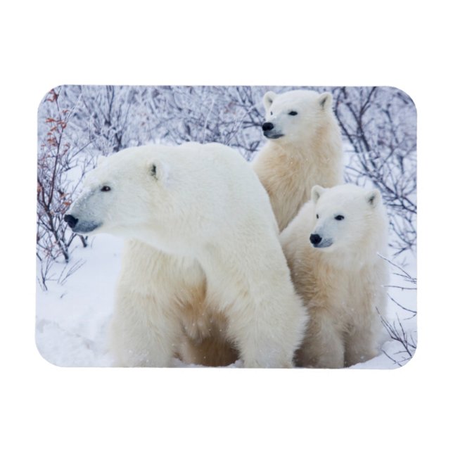 Polar Bears and Two cubs Magnet (Horizontal)