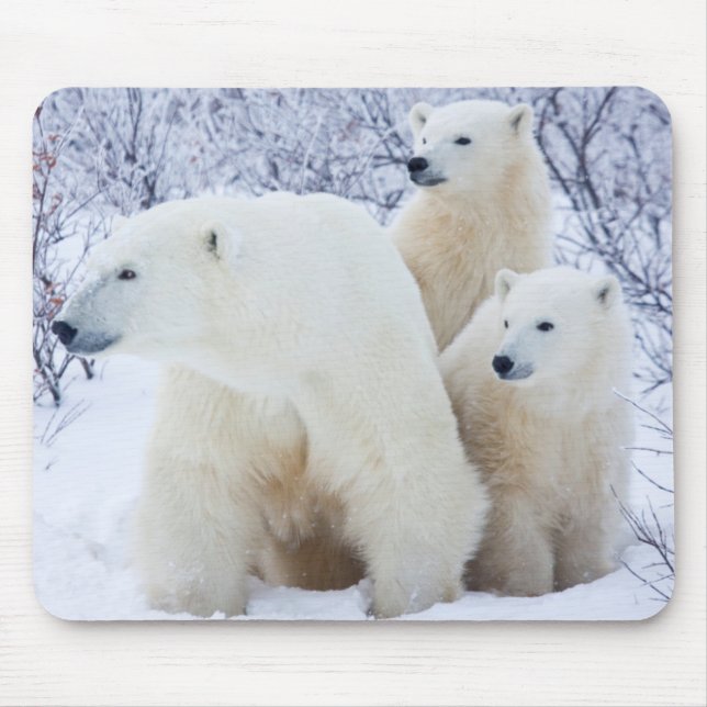 Polar Bears and Two cubs Mouse Pad (Front)