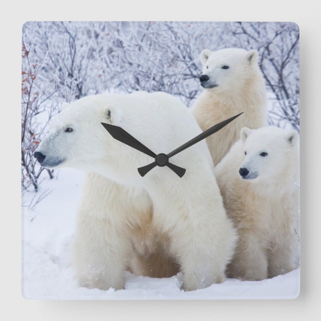 Polar Bears and Two cubs Square Wall Clock (Front)