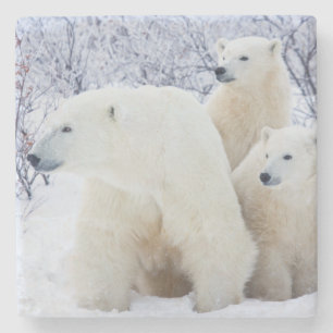 Polar Bears and Two cubs Stone Coaster